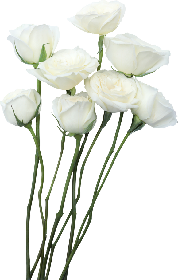Eight Long-Stemmed Roses